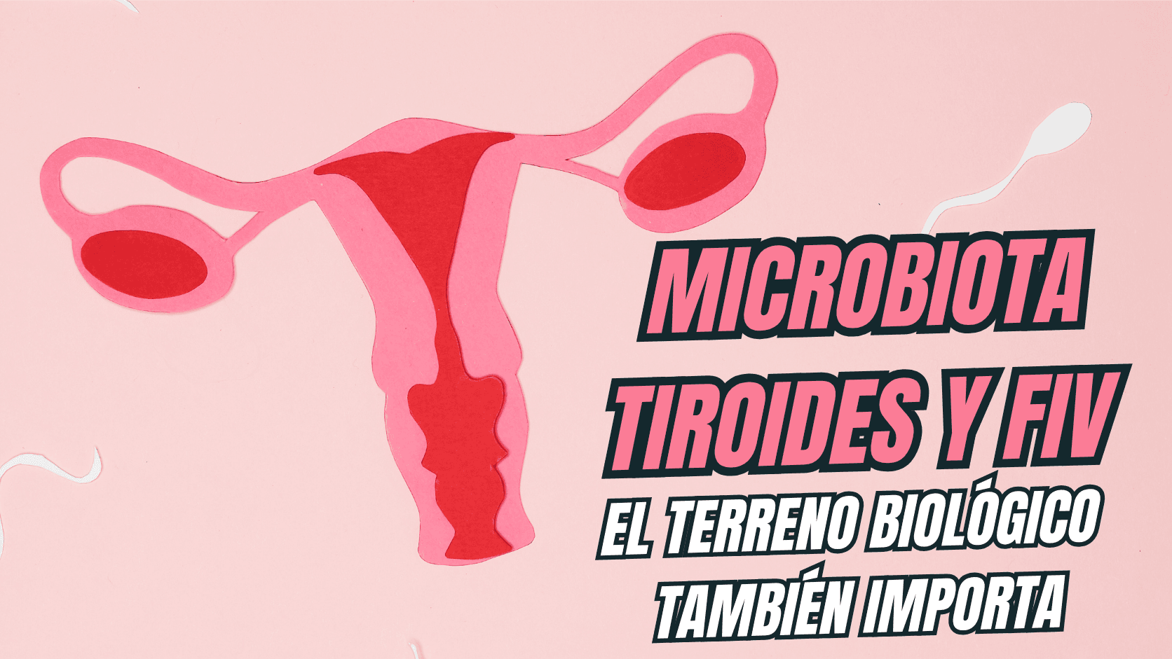 Microbiota, Tiroides y FIV. Entrenadora Personal Hipotiroidismo Maria Sanchez Romero 2